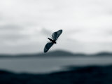 Image of Moth on a Window