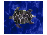 Seaturtle in Deep Blue Water