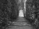 Path with Shrubs at the Boboli Gardens in Florence, Italy