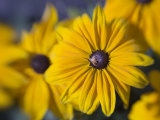 Close-Up of a Bee on Yellow Flower