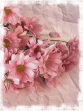Still Life Photograph, Chrysanthemum Flowers