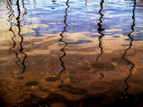 Reflections of Boat Masts in a Lake