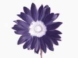 De-Saturated Flower