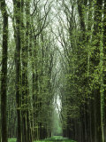 Row of Trees in the Woods