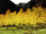 Brilliant Golden Aspen Trees in Rocky Mountains Near Silverton, Southwestern Colorado, USA Photographic Print