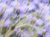 Aster Daisy Flowers (Frikartii 'Monch') Blowing in Grass, Horsham, West Sussex, England