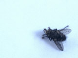 Fly on the Wall