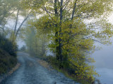 Buy Morning Fog and Cottonwood Trees on a Road Along the Shotover River at AllPosters.com