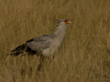 Secretary Bird, Sagittarius Serpentarius, in Tall Grass