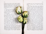 Dried Roses on Old Book