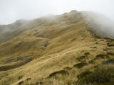 Hiker in the Alpine Zone Surrounded by Heather, Tussock, and Flax