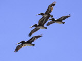 Four Brown Pelicans Flying in Formation, North of San Francisco