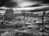 Joshua Trees in a Desert Sunset, California