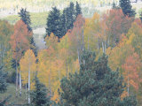 Buy Mountain Forest Displays Fall Colors at AllPosters.com