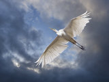 Egret Flying Beneath Dark Clouds