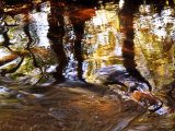 Buy Trees Reflected in Oak Creek, Sedona, Arizona, USA at AllPosters.com