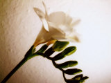 White Freesia