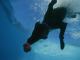 Buy Black Lab Retrieves a Toy Underwater at AllPosters.com