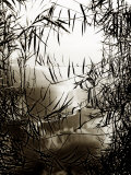 Reeds Reflecting on Lake Surface