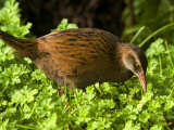 Weka, Gallirallus Australis, a Native New Zealand Flightless Bird