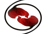 Entwined Poppy Flowers