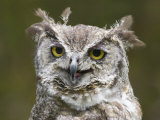 Close-Up of an Owl
