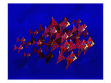 Buy School of Blue Stripe Angel Fish at AllPosters.com