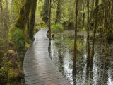 Hiker Looks at the Coastal Rain Forest from a Raised Trail