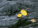 Buy Autumn Leaves on Grey Dead Tree Trunk at AllPosters.com