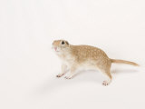 Spotted Ground Squirrel, Spermophilus Spilosoma