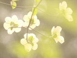 Buy Flowers Bloom on the Pacific Dogwood Tree in Spring at AllPosters.com