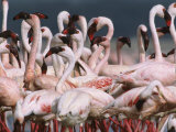 Buy Lesser Flamingos Wash and Feed in Fresh Water after an Alkaline Lake at AllPosters.com