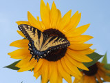 Male Tiger Swallowtail Butterfly, Light Phase, Sips Sunflower Nectar