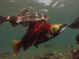 Buy Spawning Salmon in the Ozernaya River at AllPosters.com