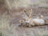 Two Male Lion Cubs Wrestle on the Trail in Samburu, Kenya, East Africa