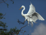 Great Egret, Casmerodius Albus, Preparing to Land in a Tree Top