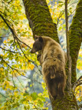 Brown Bear Climbs a Tree Near Yosemite Lodge in the Fall