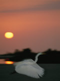 Great Egret, Egretta Alba, Taking Flight at Sunset