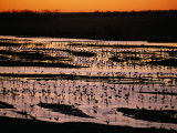 Sandhill Cranes Roost Along the Platte River in Nebraska