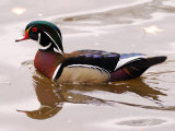 Buy Male Wood Duck Swimming at AllPosters.com