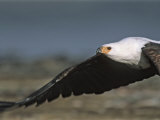 Buy African Fish Eagle in Flight at AllPosters.com