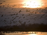 Sandhill Cranes, Grus Canadensis, Along the Platte River Near Gibbon