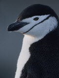 Buy Portrait of a Chin Strap Penguin at AllPosters.com