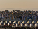 Buy Cars That Will Be Prizes for Winning Camels Line the Parking Area at AllPosters.com