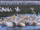 Buy Great White Pelicans Bathe and Drink after Fishing in Alkaline Lake at AllPosters.com