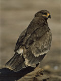 Buy Steppe Eagle, from Russia, Perches on a Log Along a Lake Shore at AllPosters.com