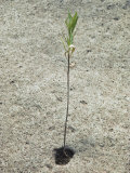 Buy Willow Tree Tries to Grow in the Arid Desert of the Grand Canyon at AllPosters.com