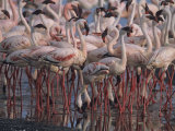 Buy Lesser Flamingos Wash and Feed in a Freshwater after Alkaline Lake at AllPosters.com