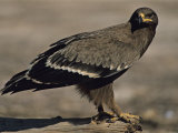 Buy Steppe Eagle, from Russia, Perched on a Log Along a Lake Shore at AllPosters.com