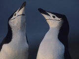 Buy Pair of Chin Strap Penguins at AllPosters.com
